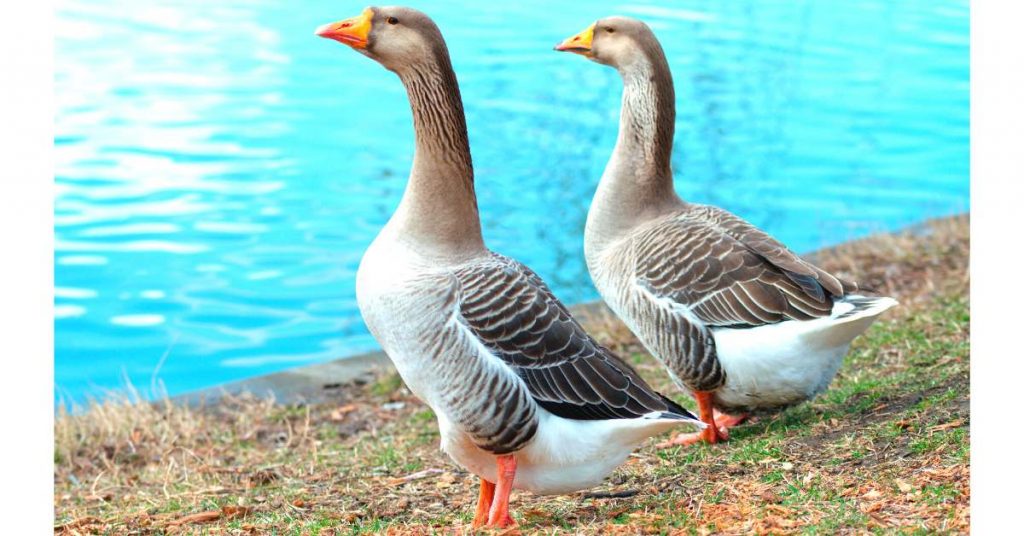 Difference Between Swans And Geese