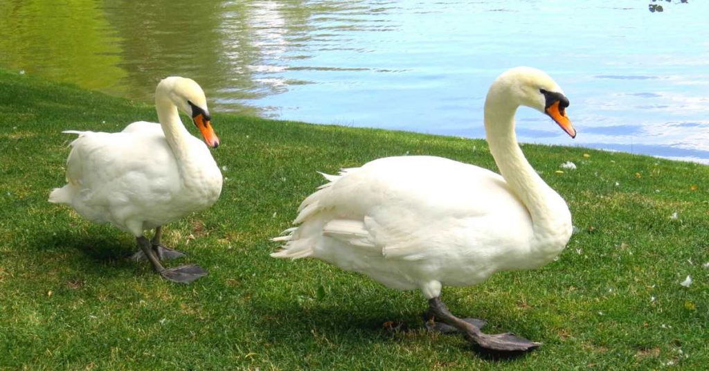 Difference Between Swans And Geese