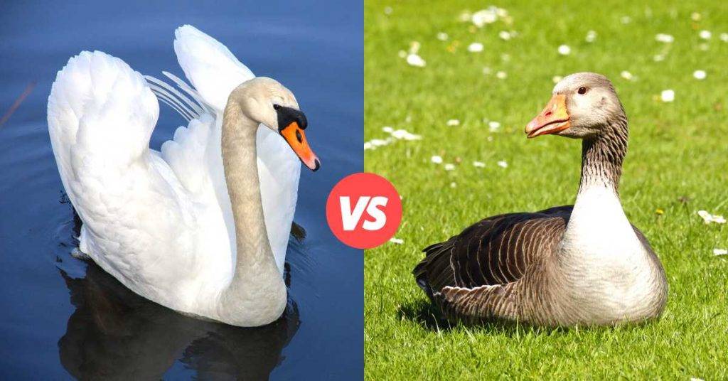 Difference Between Swans And Geese