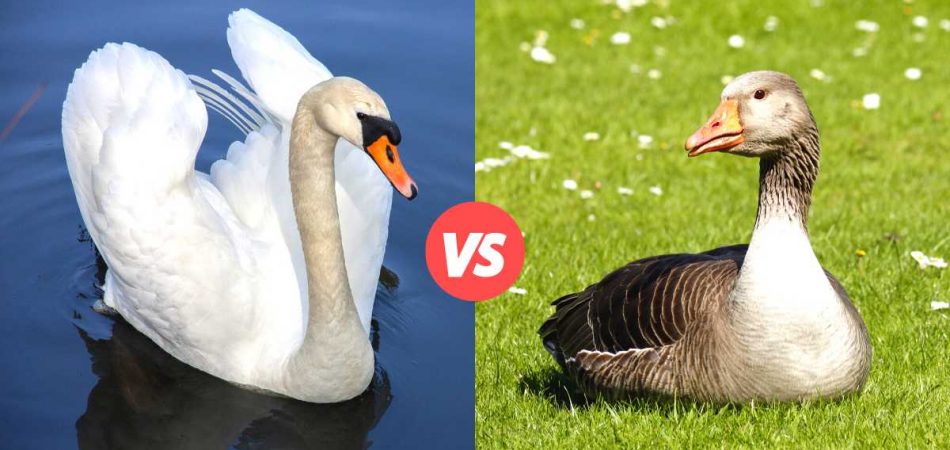 Difference Between Swans And Geese