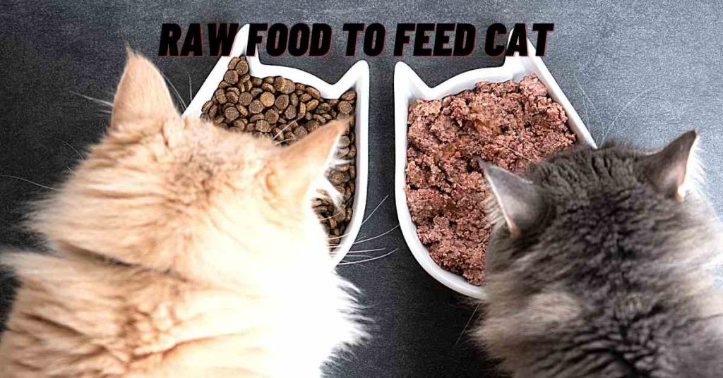 How Much Raw Food To Feed Cat
