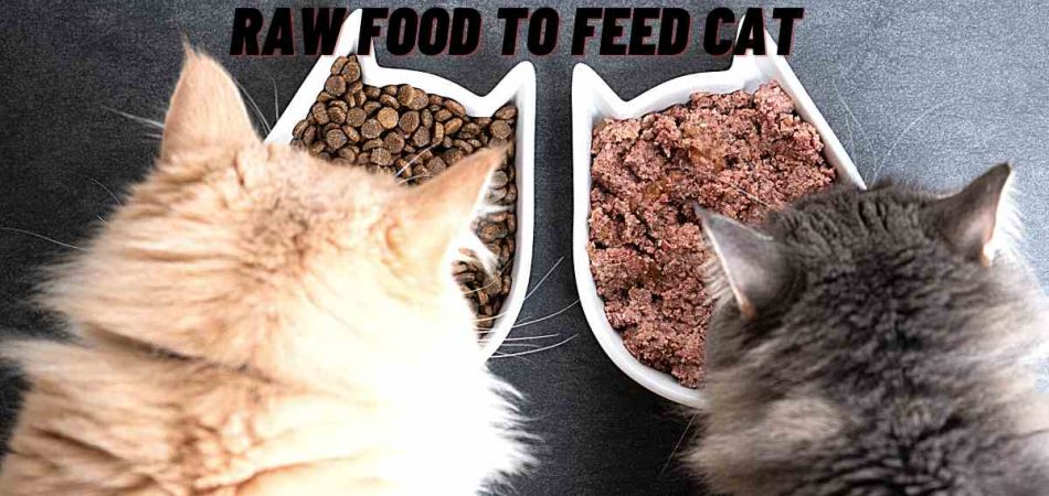 How Much Raw Food To Feed Cat