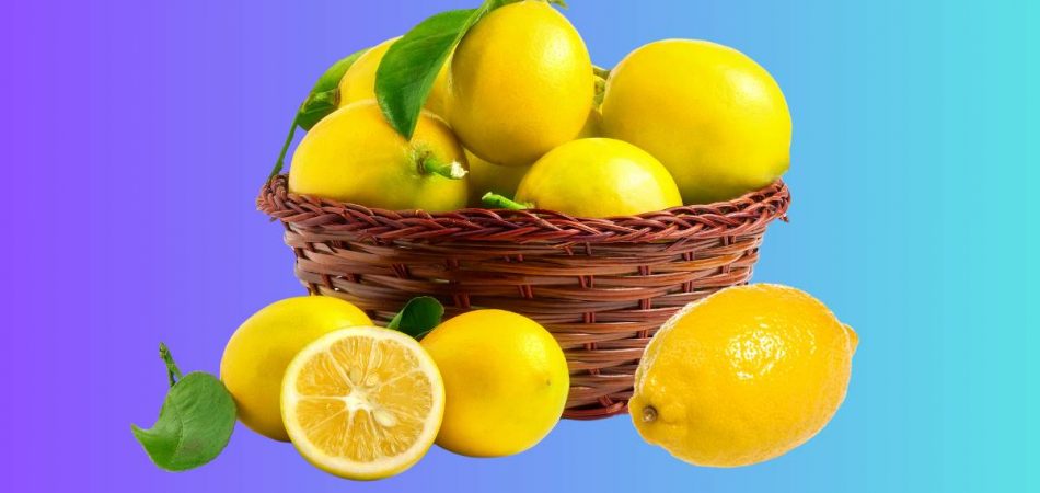 Where Can I Buy Sorrento Lemons