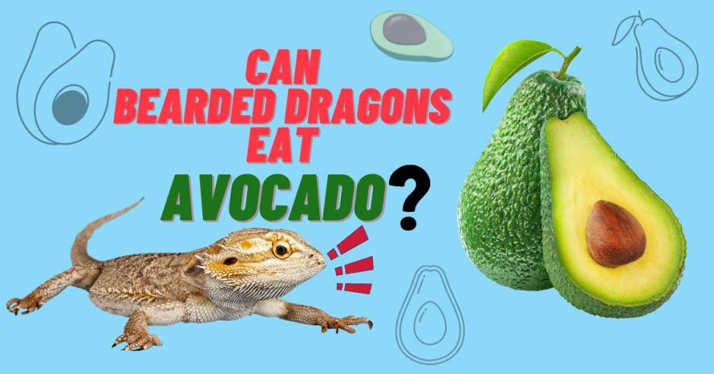 can bearded dragons eat avocado