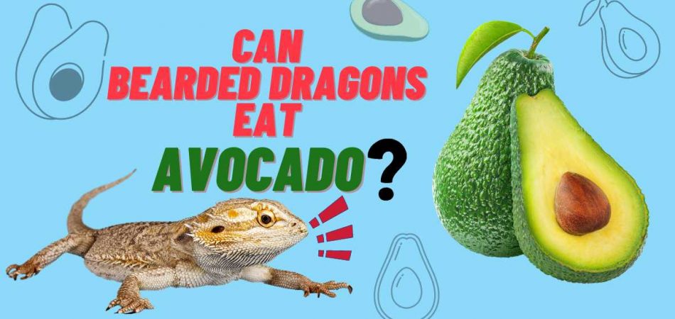 can bearded dragons eat avocado