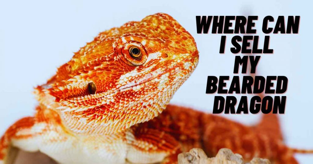 Where Can I Sell My Bearded Dragon