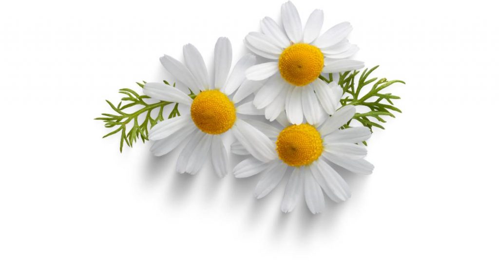 Chamomile