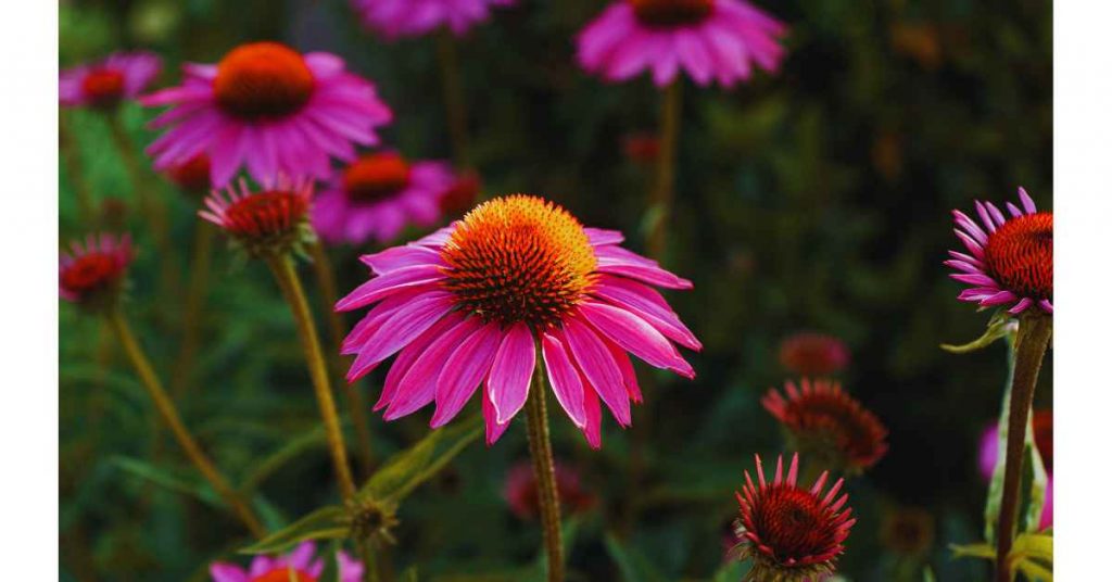 Echinacea