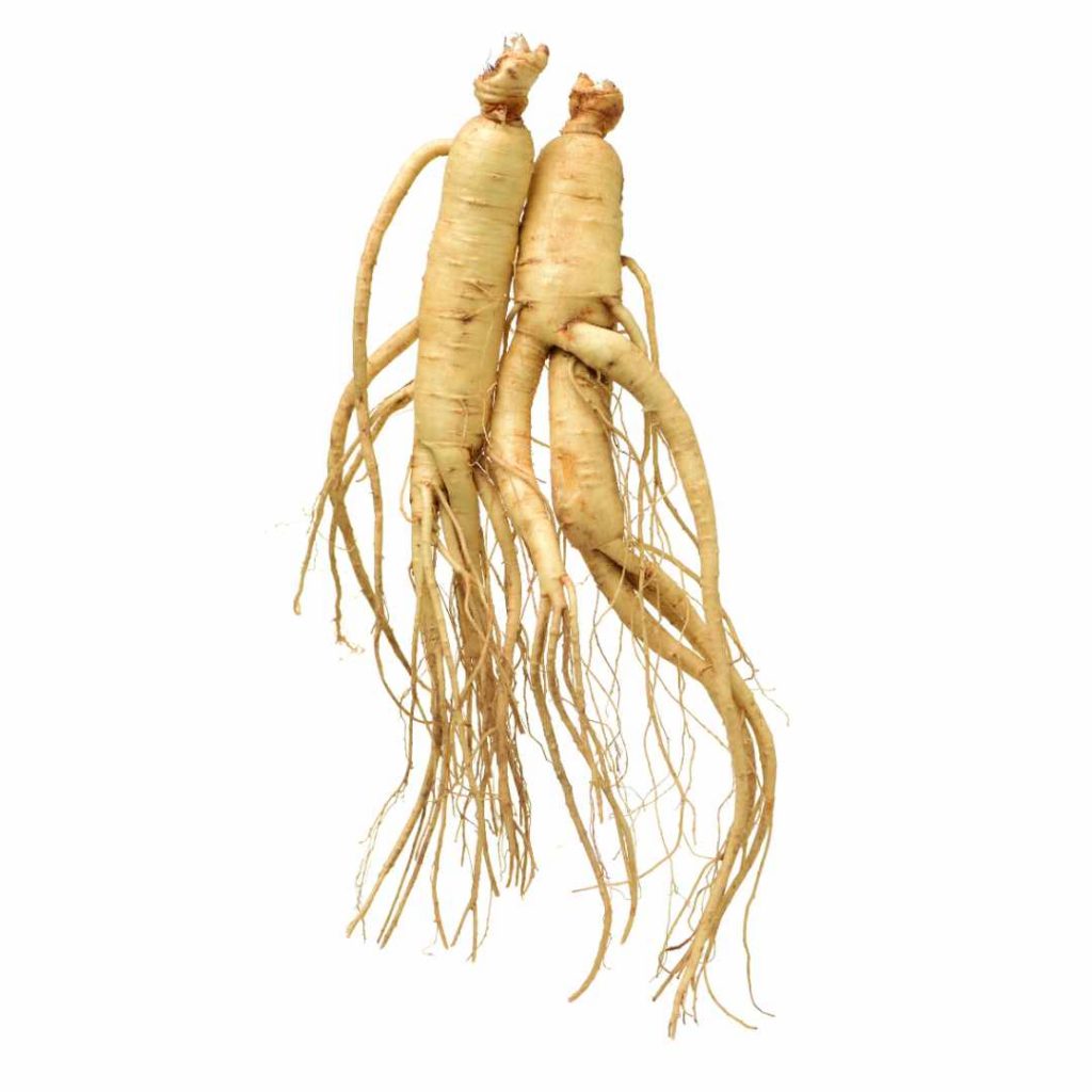 Ginseng