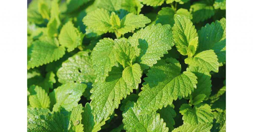 Lemon Balm