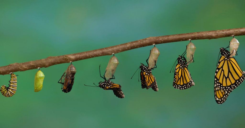 hatching process