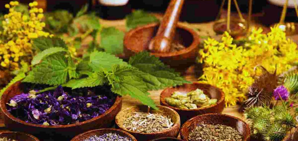 Top 10 Herbs for Health and Wellness
