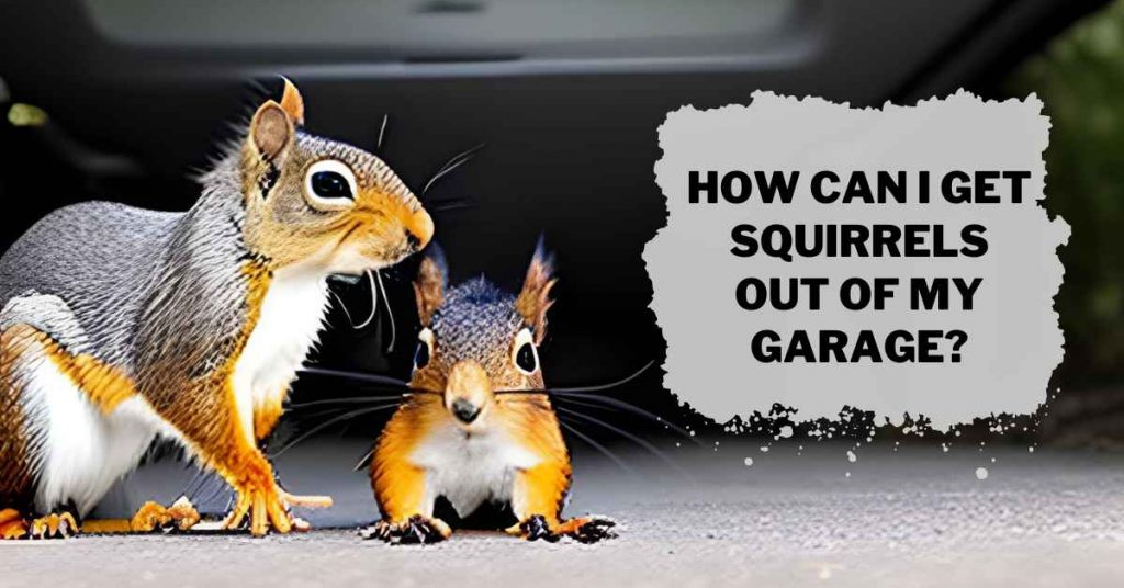 How Can I Get Squirrels Out of My Garage?