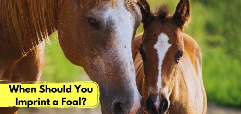 When Should You Imprint a Foal?
