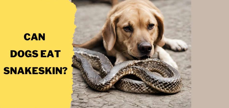 Can Dogs Eat Snakeskin?